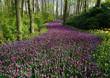 A Gentle Call to Garden Renewal