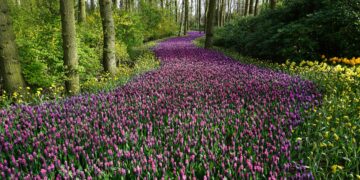 A Gentle Call to Garden Renewal