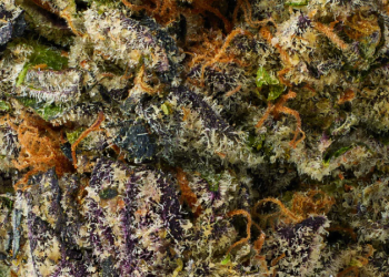 Experience the Future of Cannabis with Mood