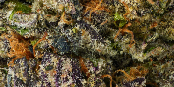 Experience the Future of Cannabis with Mood