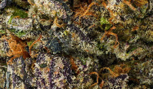 Experience the Future of Cannabis with Mood